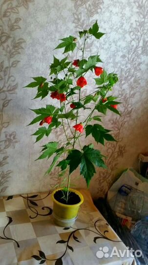 Абутилон Домашний клен,Бегония коралловая