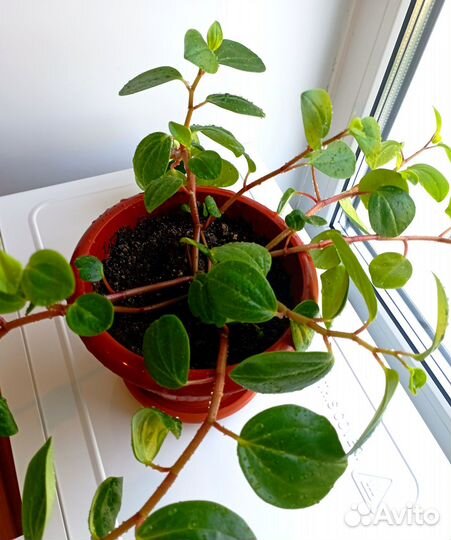 Цветок комнатный пеперомия