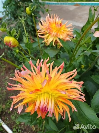 Георгины клубни