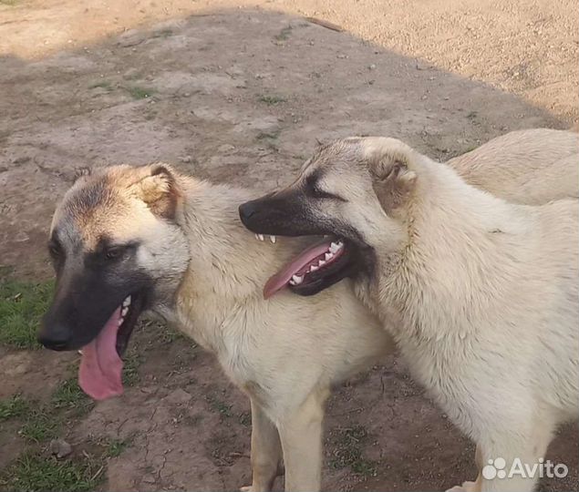 Аборигенные кангалы