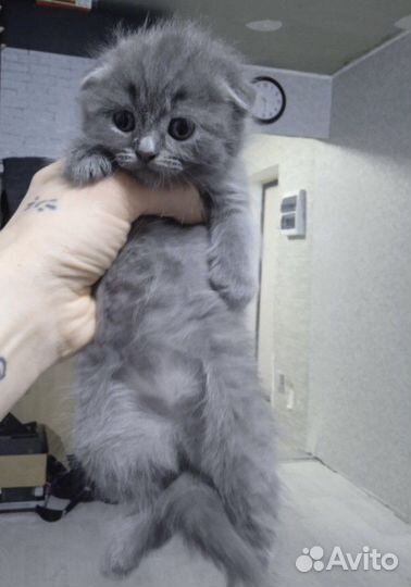 Шотландские котята