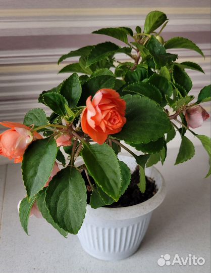 Бальзамин махровый