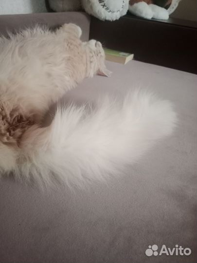 Пропал кот Просим содействия в поисках