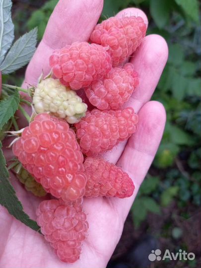 Ремонтантная малина рассада