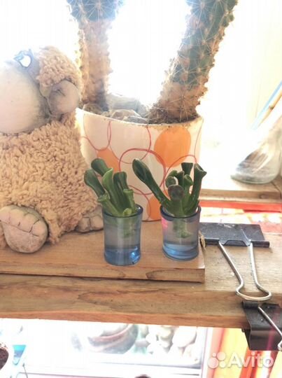 Суккуленты (Алоэ пестрый, Крассула)