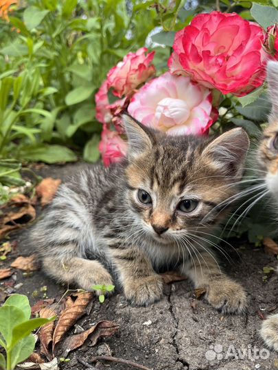 Отдам котят в добрые и любящие руки и сердца