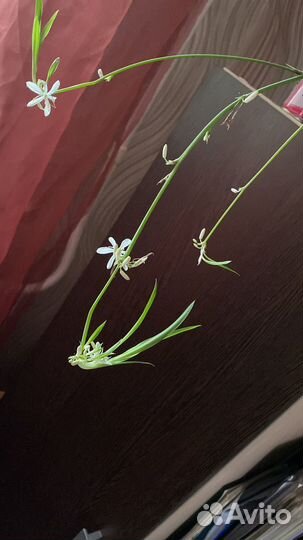 Хлороффитум