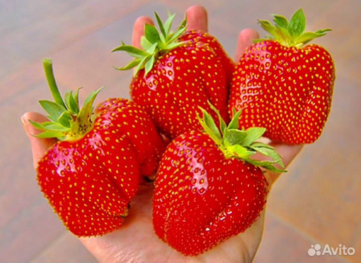 Рассада клубники