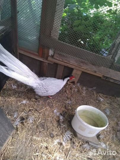 Продаю фазанов