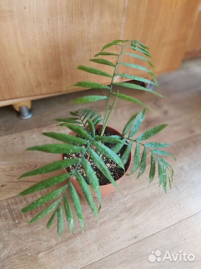 Пальма хамедорея