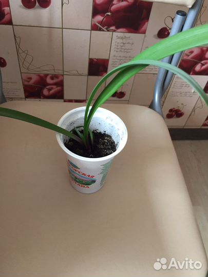 Гиппеаструм красно-оранжевый