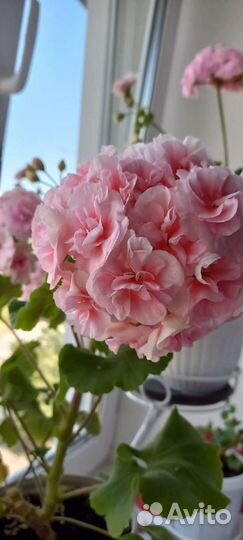 Пеларгония сортовая