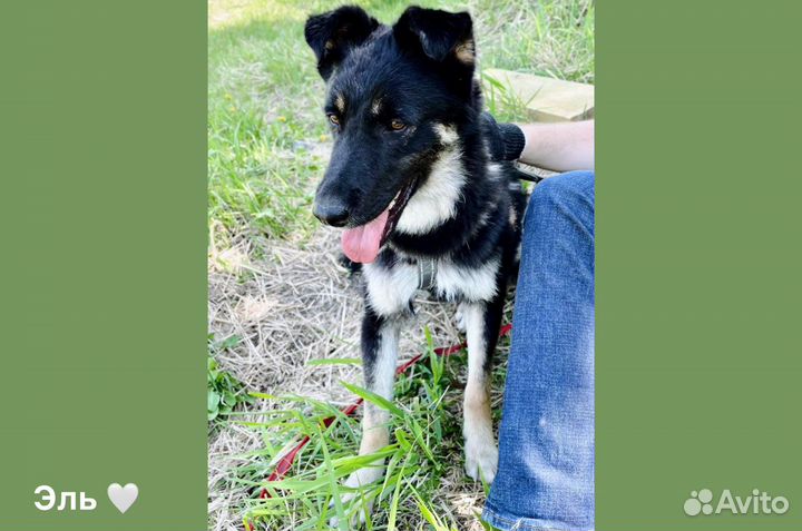 Небольшой молодой пёс Эль из приюта