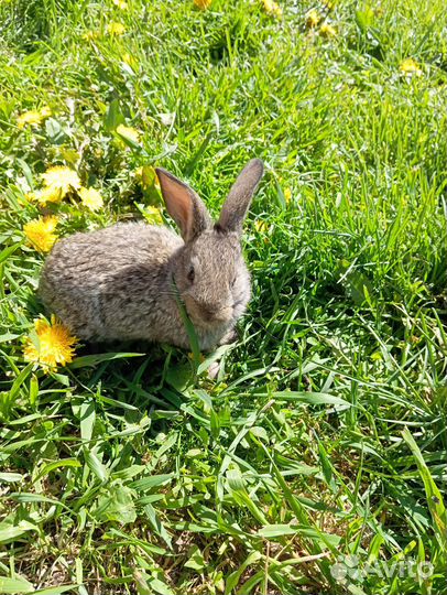 Крольчиха беременная, крольчата белый панон