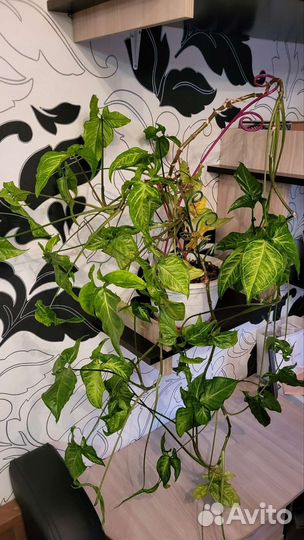 Цветок Сингониум