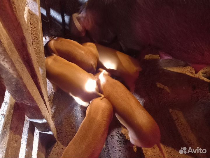 Поросята породы дюрок