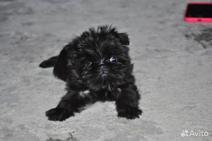 Щенки бельгийский грифон