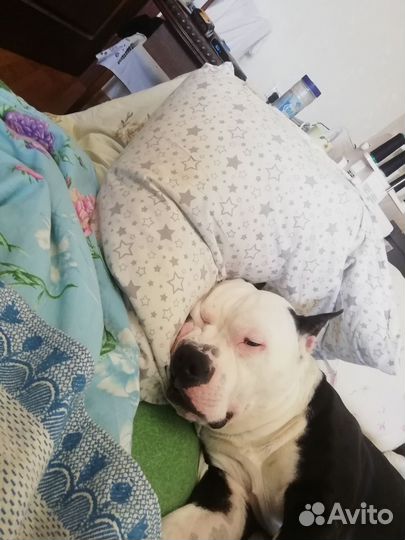 Вязка амстаффа