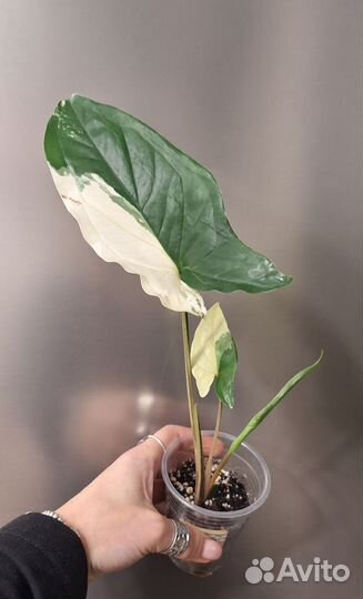 Сингониум imperial вайт