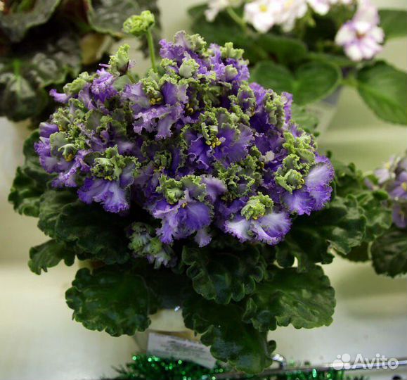 Сортовые фиалки