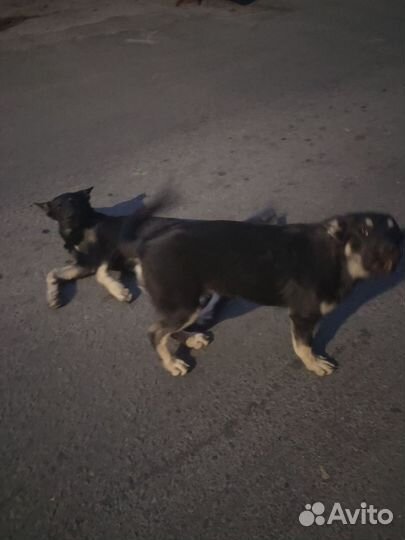 Щенки в добрые руки