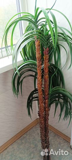 Искусственная пальма бу