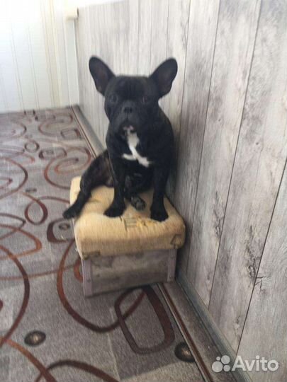 Французский бульдог