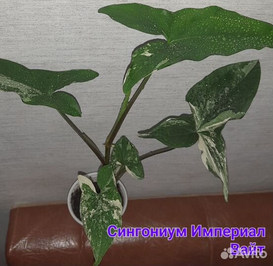 Комнатные растения, цветы