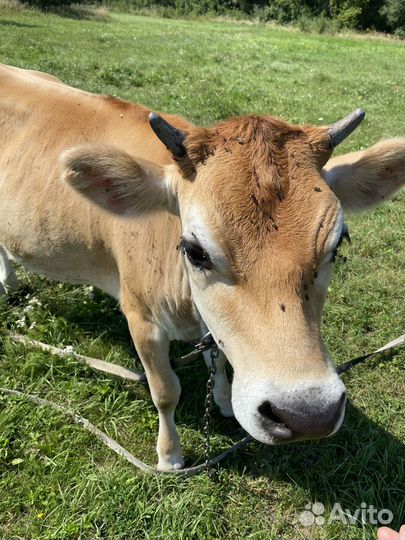 Телка джерси