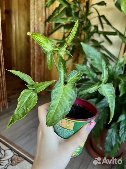 Комнатные растения 2 часть