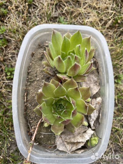 Молодило, Очиток Розеум деленками