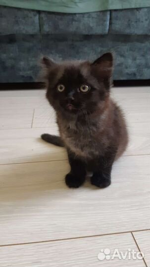 Кошки в добрые руки бесплатно