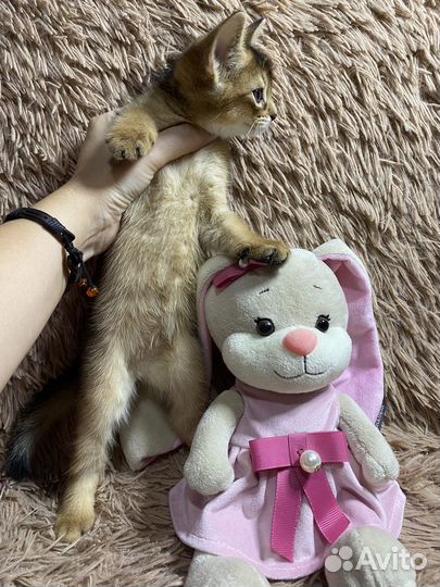 Абиссинские котята