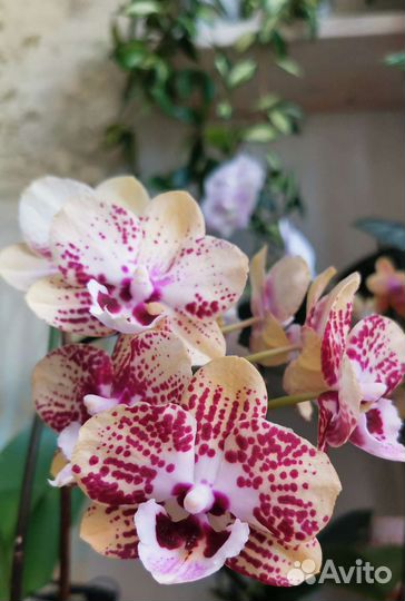 Орхидея фаленопсис восточный экспресс
