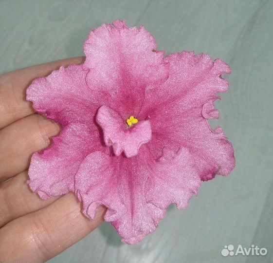 Фиалка «Рыжий кот»