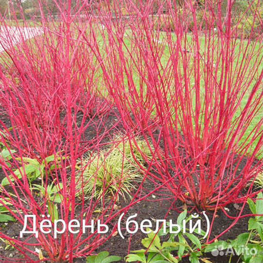 Саженцы дикорастущих деревьев