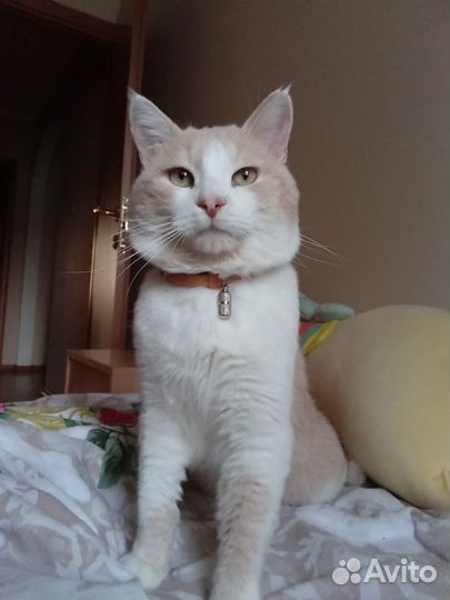 Кот вязка