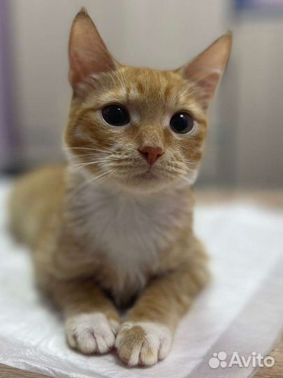Ласковый и игривый котенок в дар