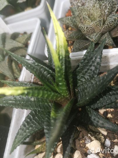 Суккуленты