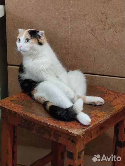 Кошка в дар бесплатно
