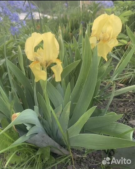 Ирисы