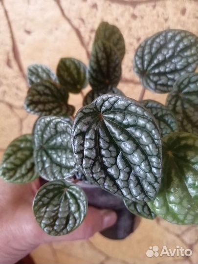 Пеперомии-4 сорта