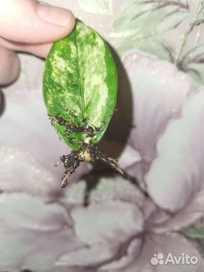 Замиокулькас Short Leaf