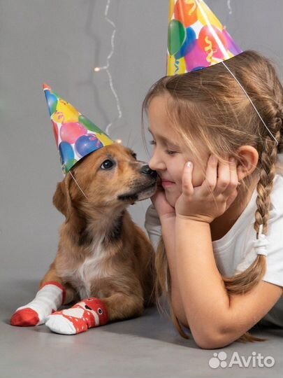 Щенок мальчик, собака в добрые руки