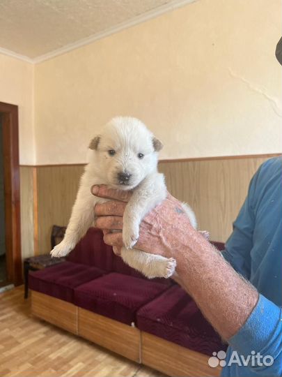 Отдам в добрые руки