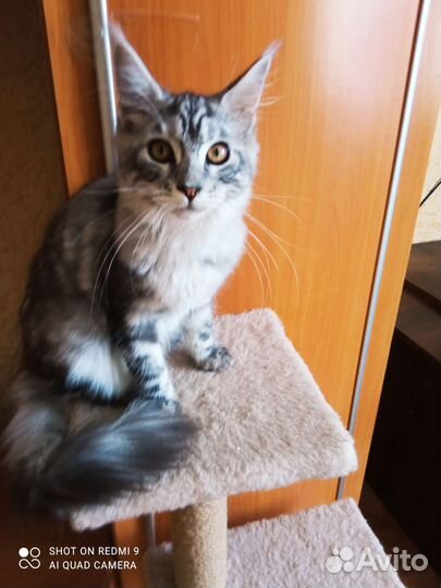 Котята Мейн кун, девочка