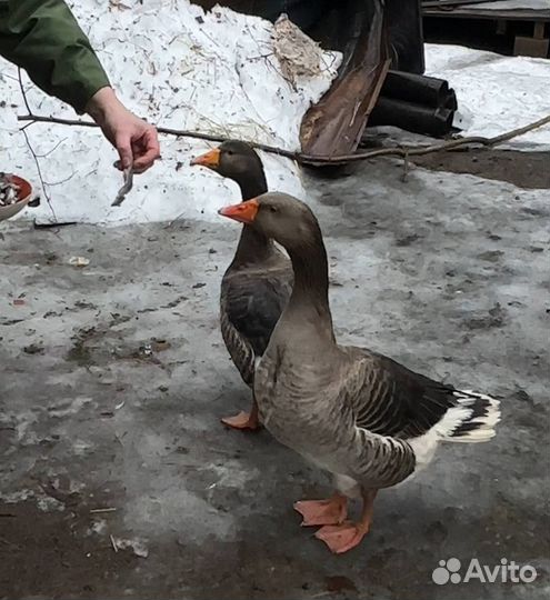 Яйцо гусиное для инкубации
