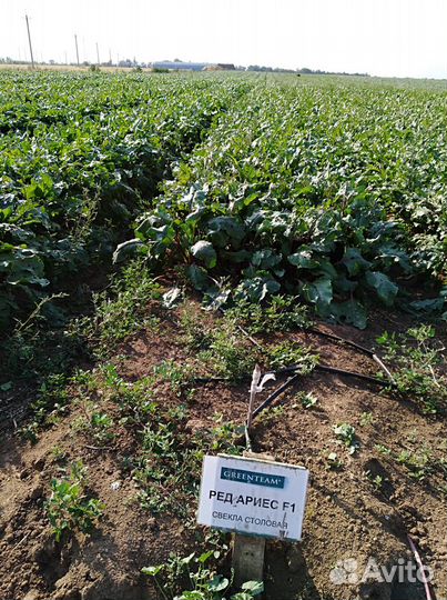 Семена свеклы столовой Ред Ариес F1