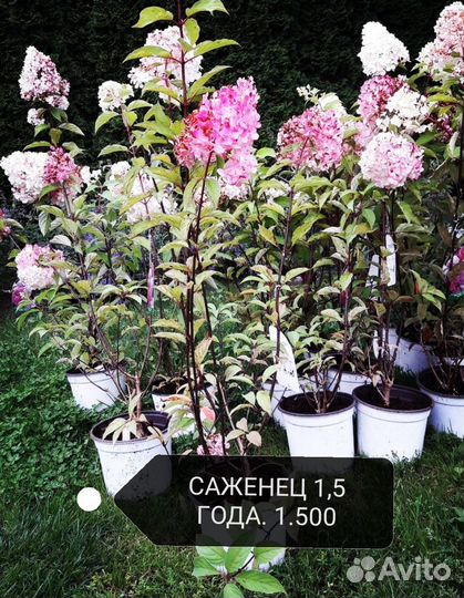 Гортензия метельчатая