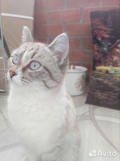 Кошка бесплатно